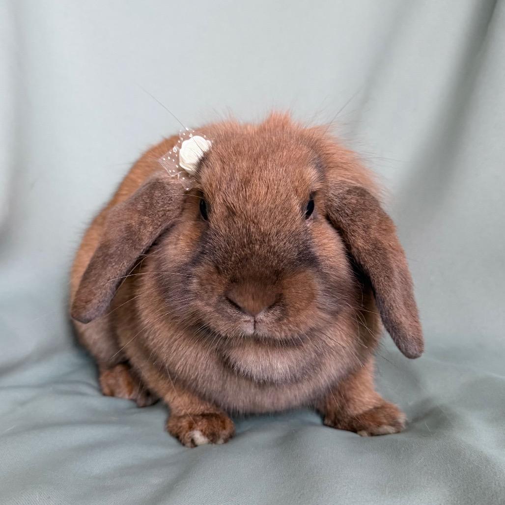 Enlarge Jingle Hop, an adopted mixed breed in Columbia, MD image 3/3