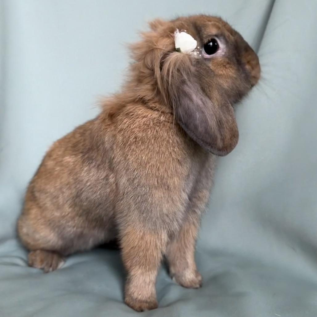 Enlarge Jingle Hop, an adopted mixed breed in Columbia, MD image 2/3