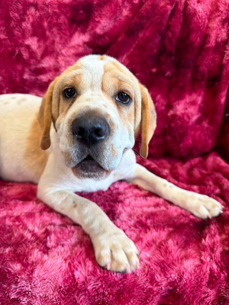 Cloud, Adoptable, Puppy Female Mixed Breed.