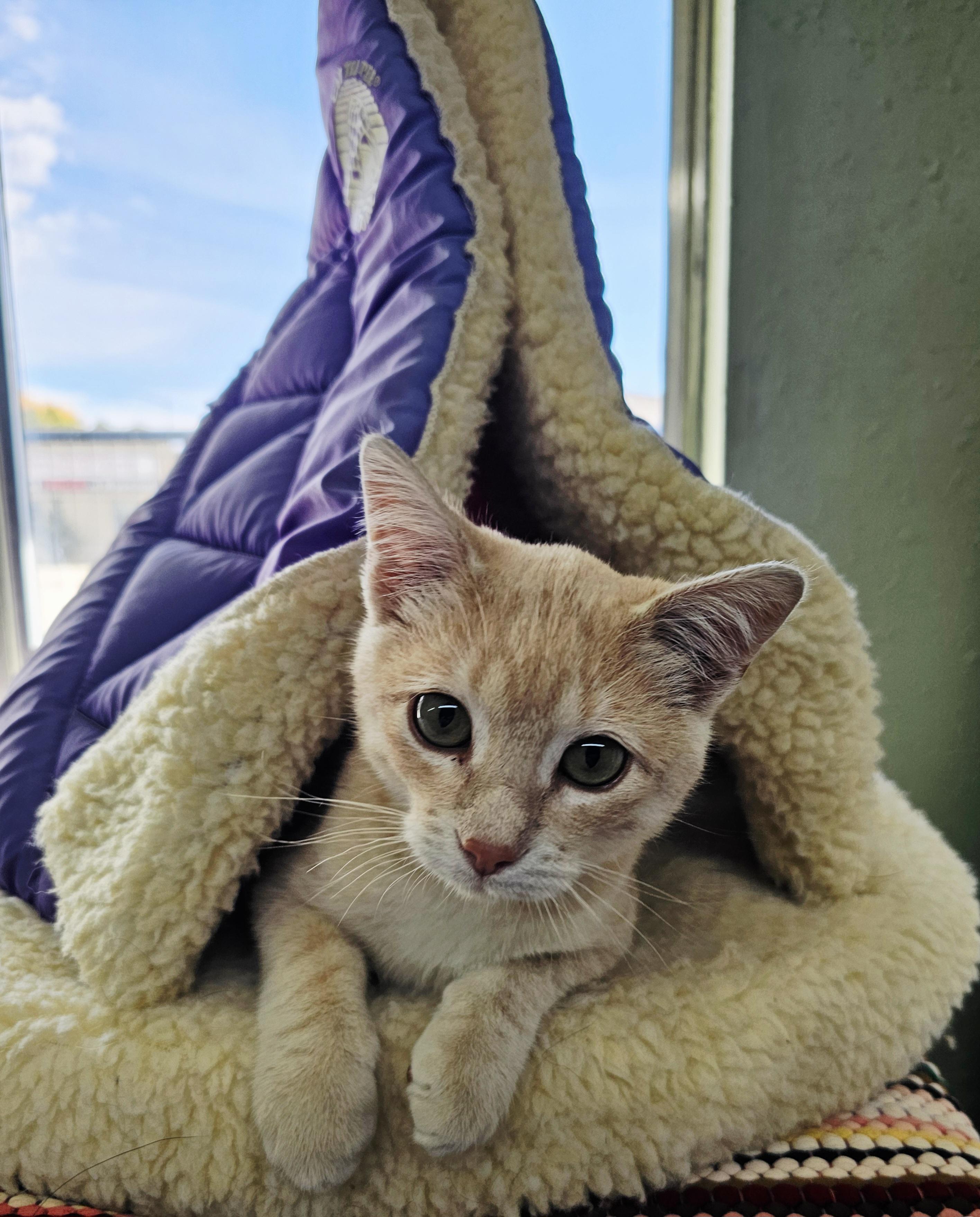Elkhart, an adoptable Domestic Short Hair in Pinedale, WY, 82941 | Photo Image 2