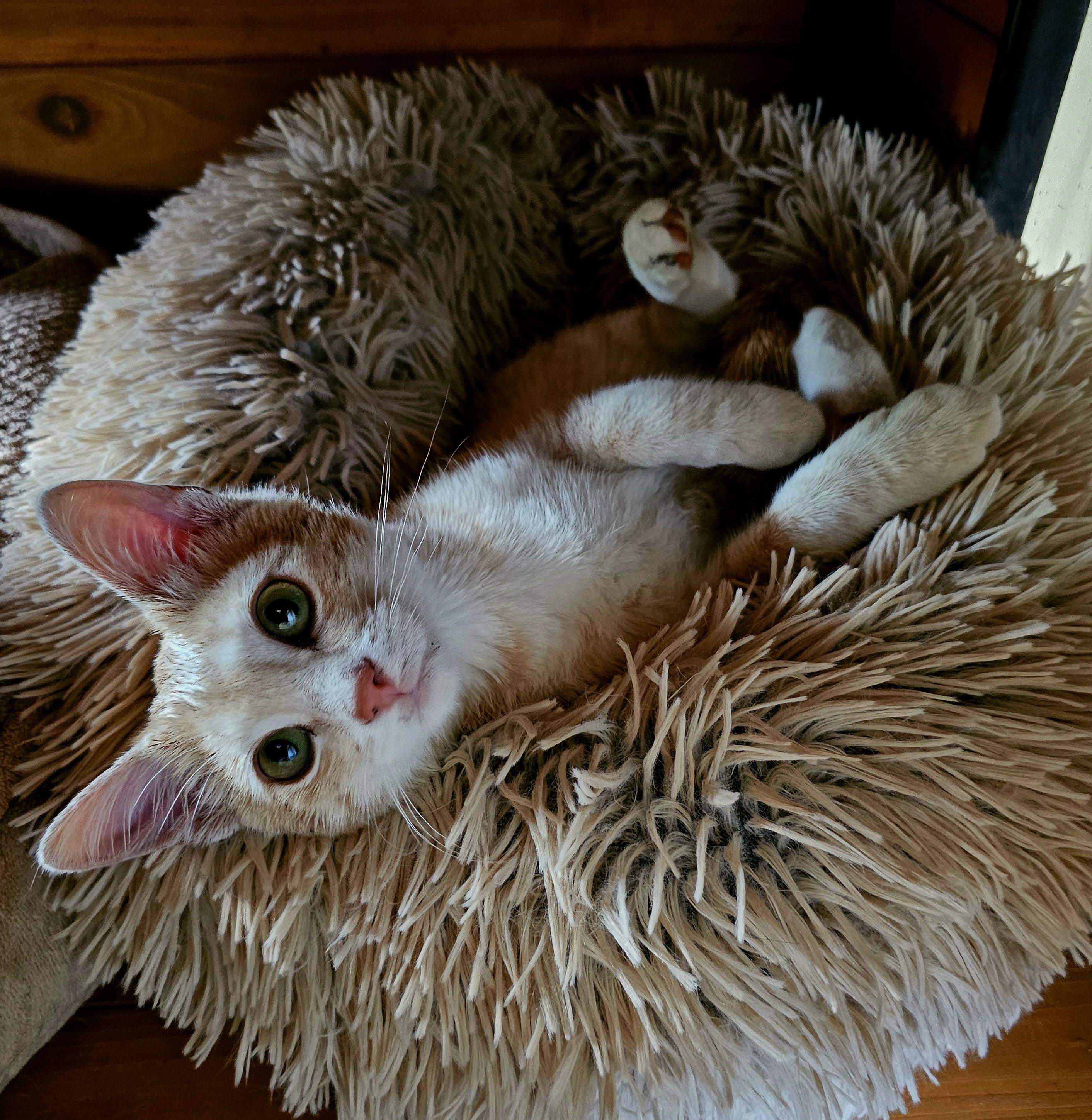 Elkhart, an adoptable Domestic Short Hair in Pinedale, WY, 82941 | Photo Image 1