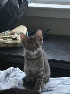 Enlarge SkippyJon Jones, a Adoptable mixed breed in Lowell, MA image 2/3