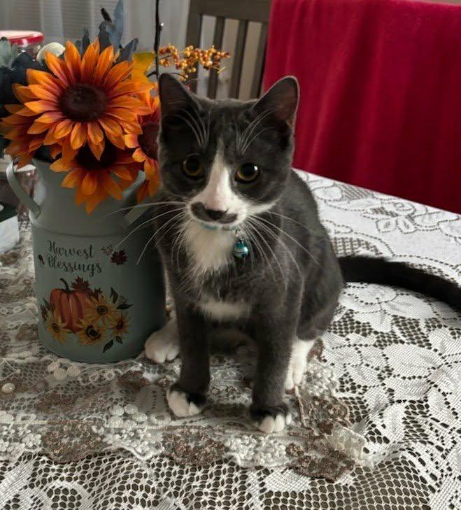 Rev, ADOPTABLE, Kitten Male Domestic Short Hair.