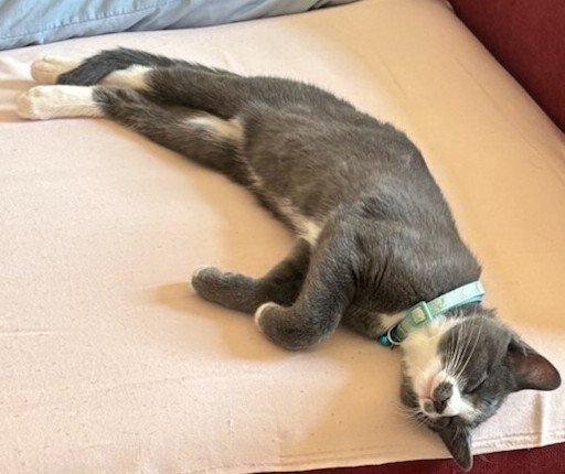 Rev, a ADOPTABLE Domestic Short Hair in Bayonne, NJ image 2/2