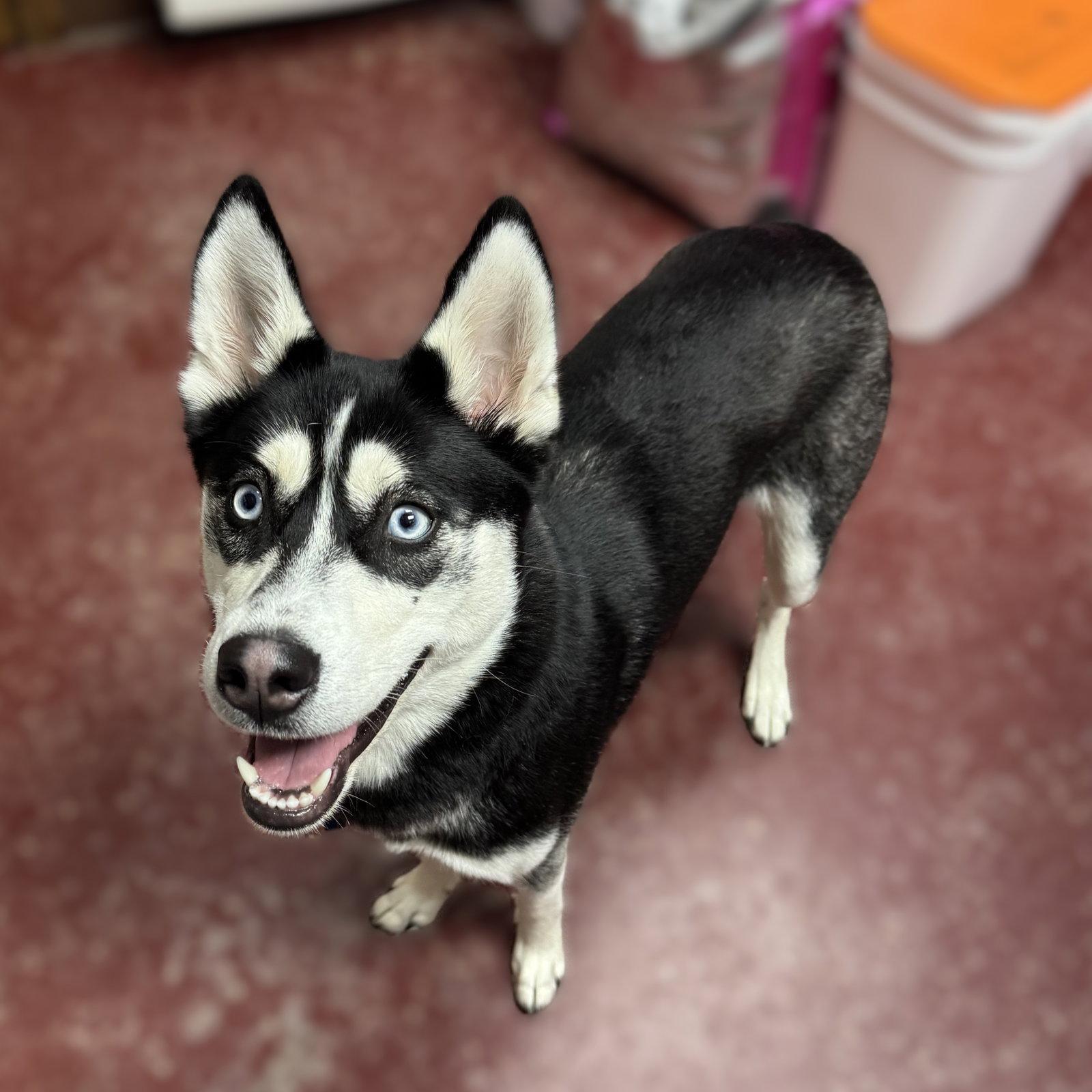 Aurelia, Adoptable, Adult Female Husky.