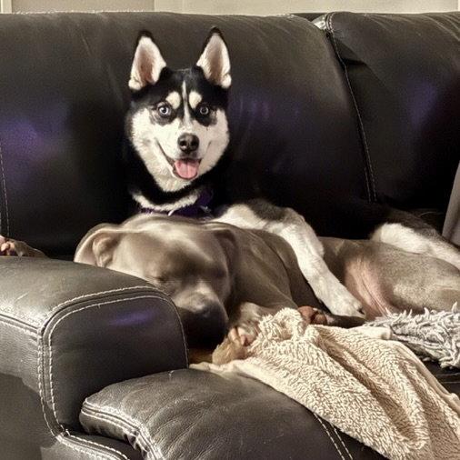 Enlarge Aurelia, a Adoptable Husky in Fargo, ND image 2/3