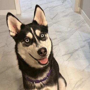 Enlarge Aurelia, a Adoptable Husky in Fargo, ND image 3/3