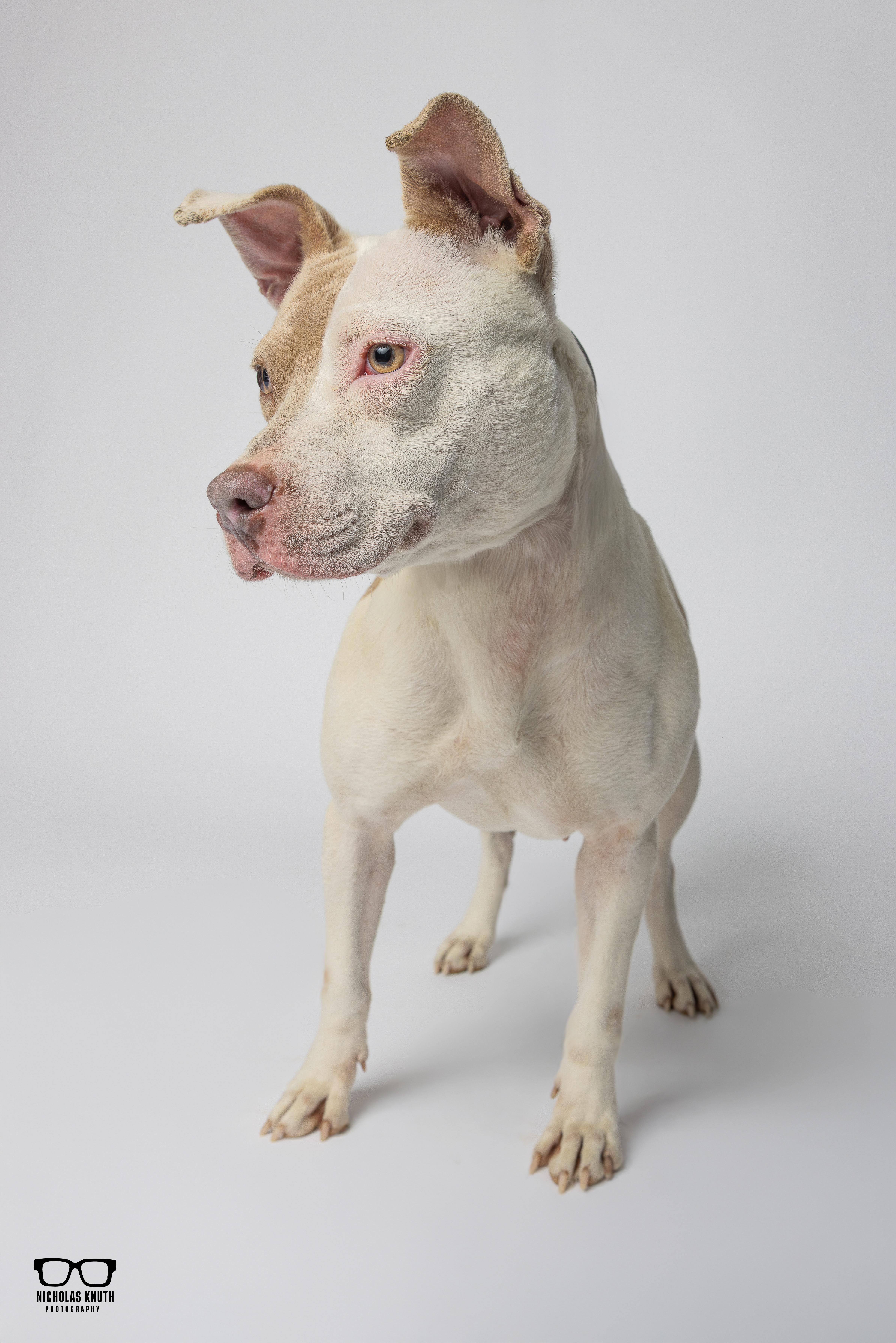 Enlarge Duchess, a ADOPTABLE mixed breed in Palatine, IL image 4/5