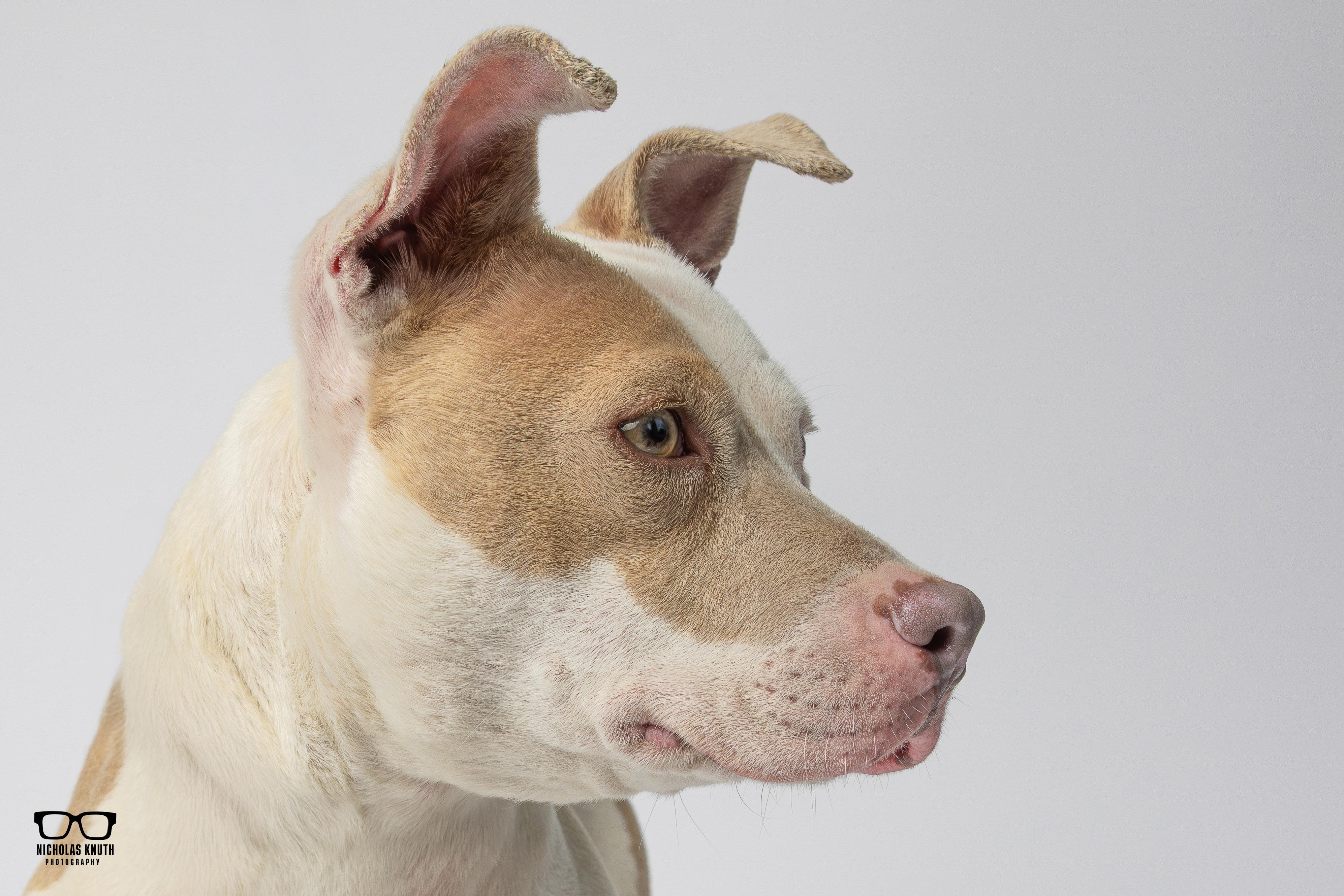 Enlarge Duchess, a ADOPTABLE mixed breed in Palatine, IL image 5/5