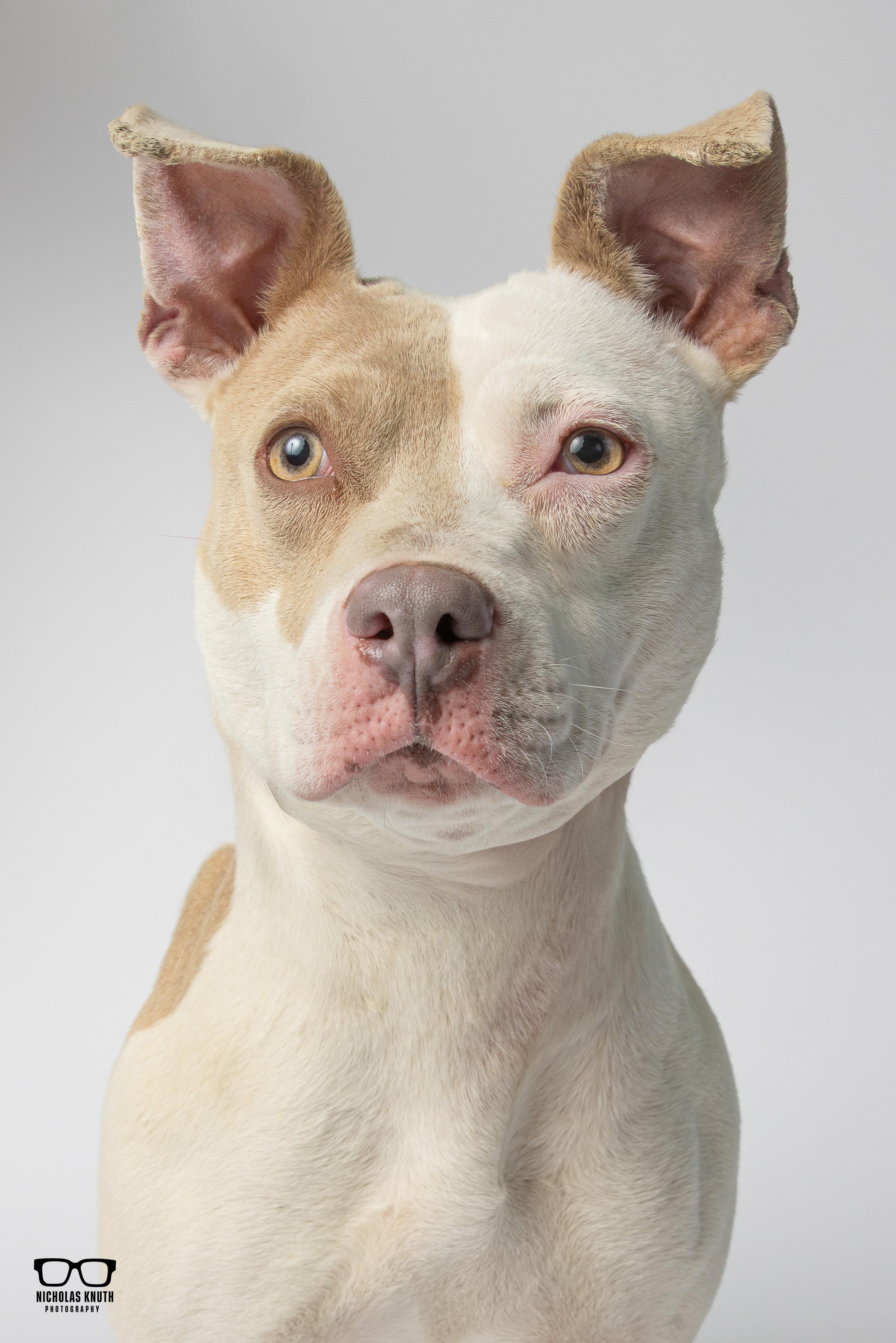 Duchess, ADOPTABLE, Young Female Pit Bull Terrier.