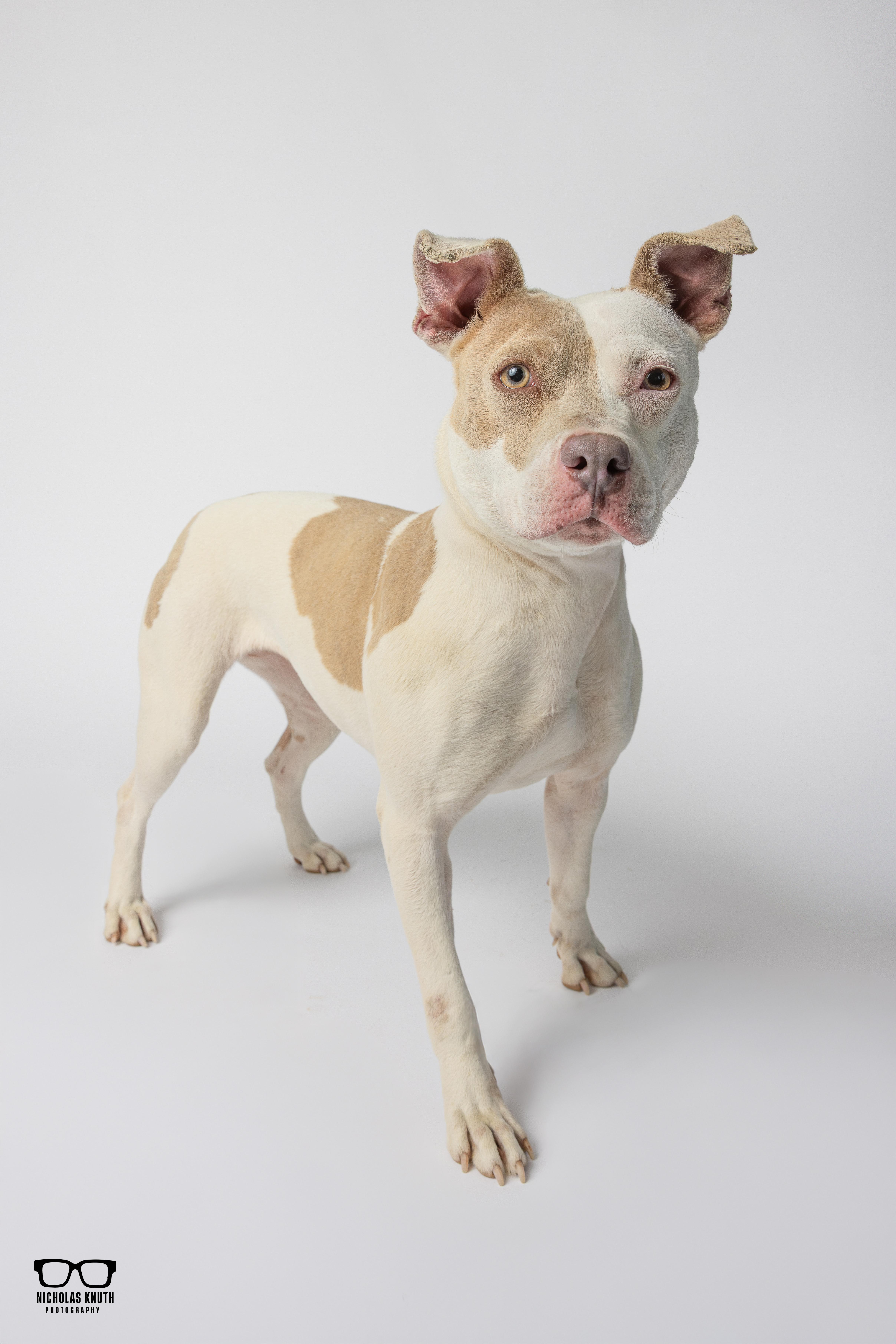 Enlarge Duchess, a ADOPTABLE mixed breed in Palatine, IL image 2/5