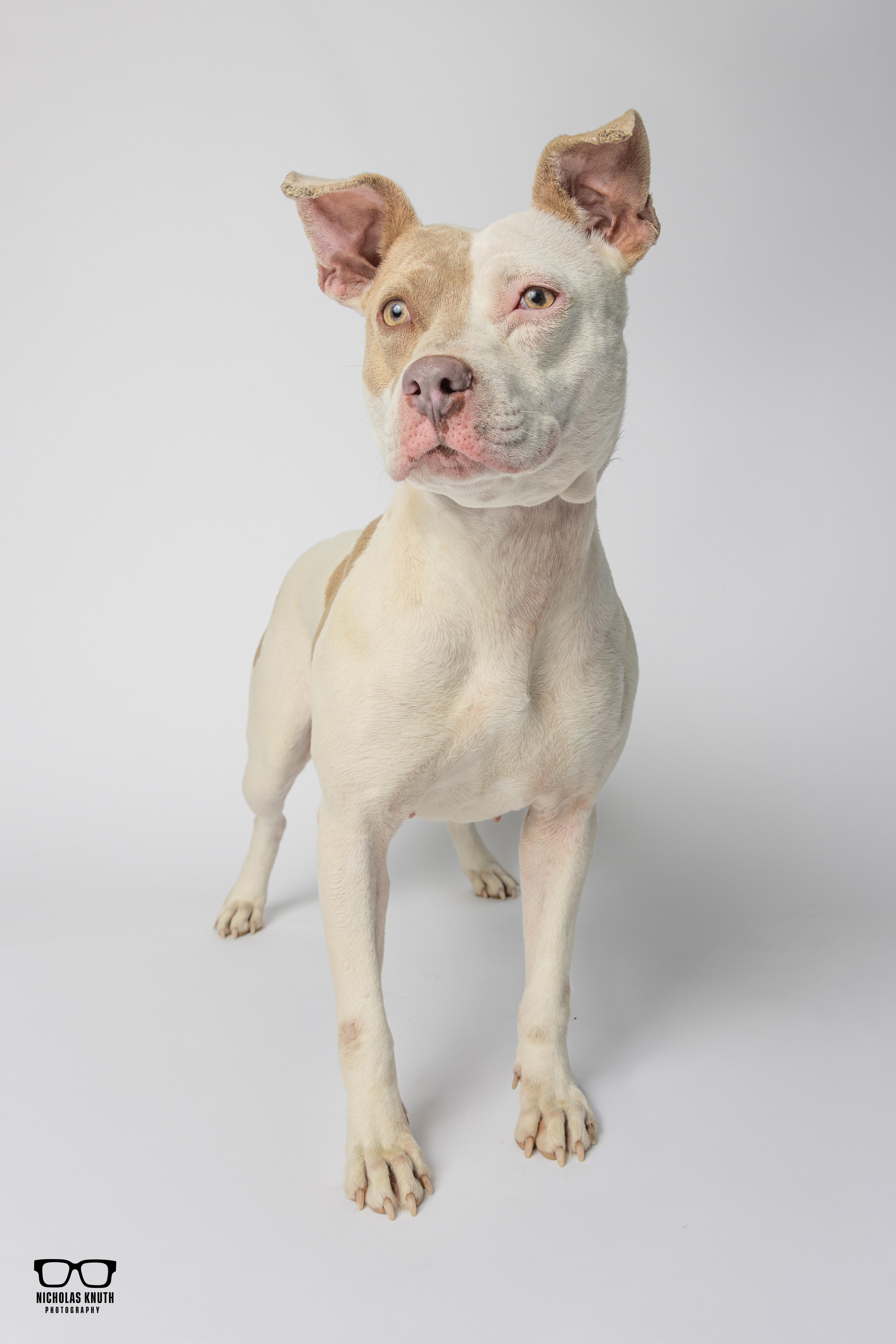 Enlarge Duchess, a ADOPTABLE mixed breed in Palatine, IL image 3/5