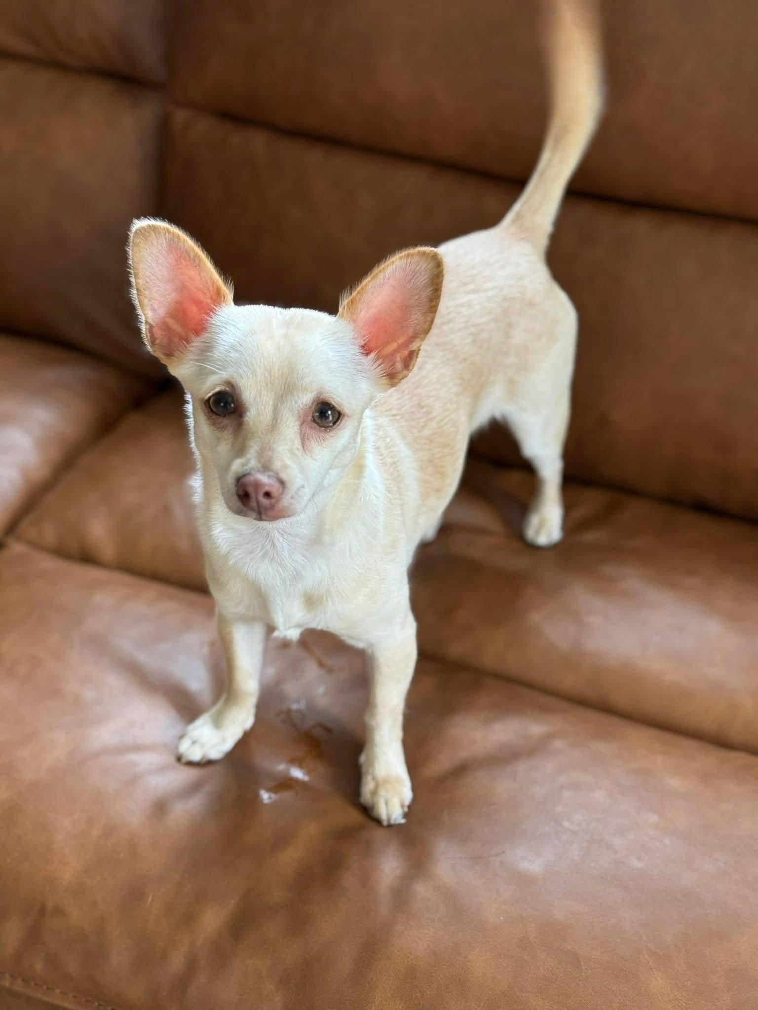 Enlarge Izzy, a ADOPTABLE mixed breed in Elkton, MD image 4/6