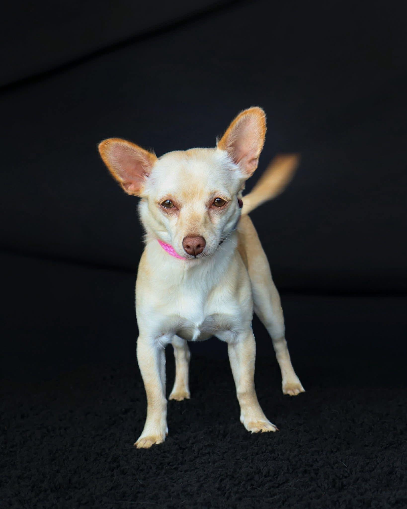 Enlarge Izzy, a ADOPTABLE mixed breed in Elkton, MD image 6/6