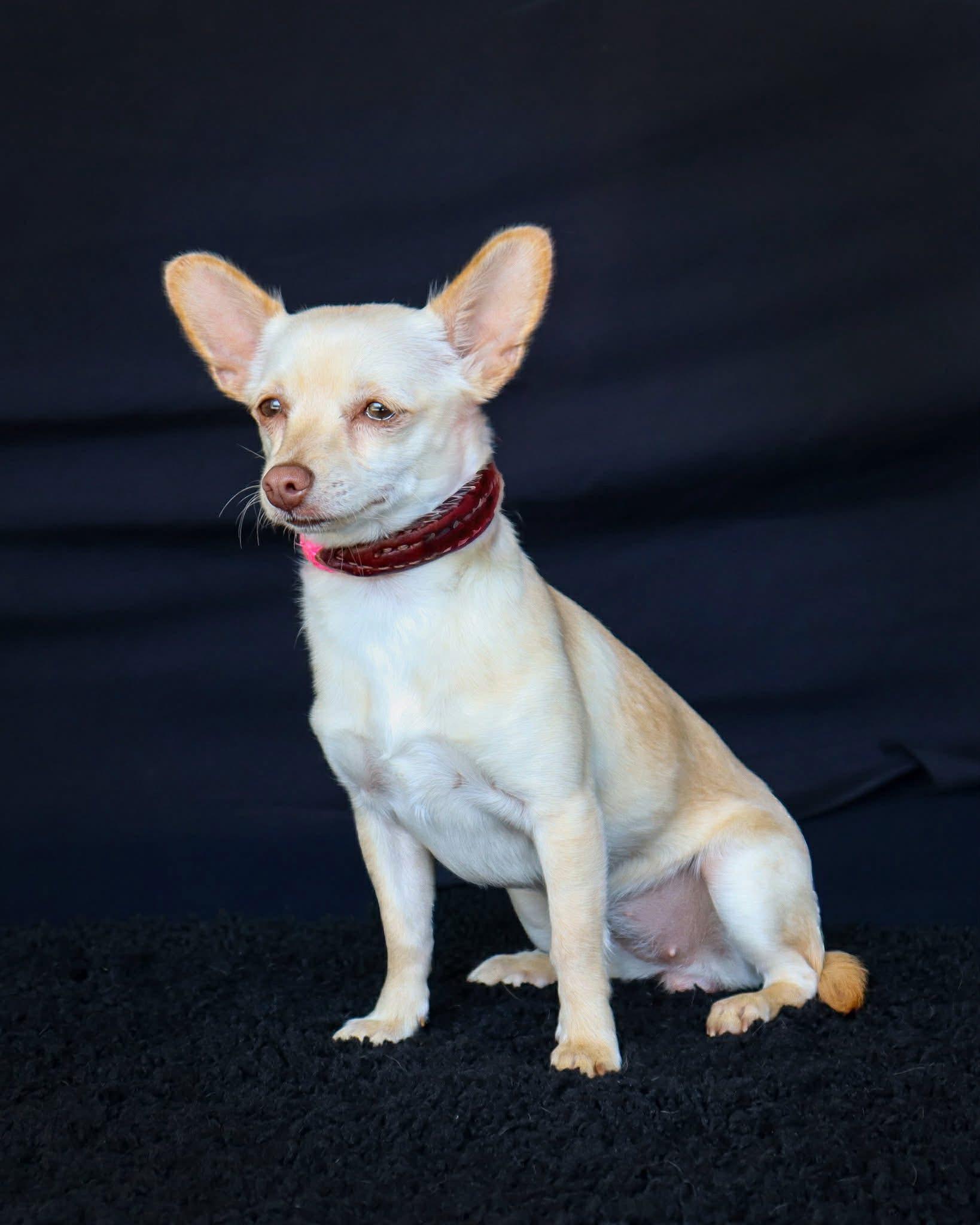 Enlarge Izzy, a ADOPTABLE mixed breed in Elkton, MD image 3/6