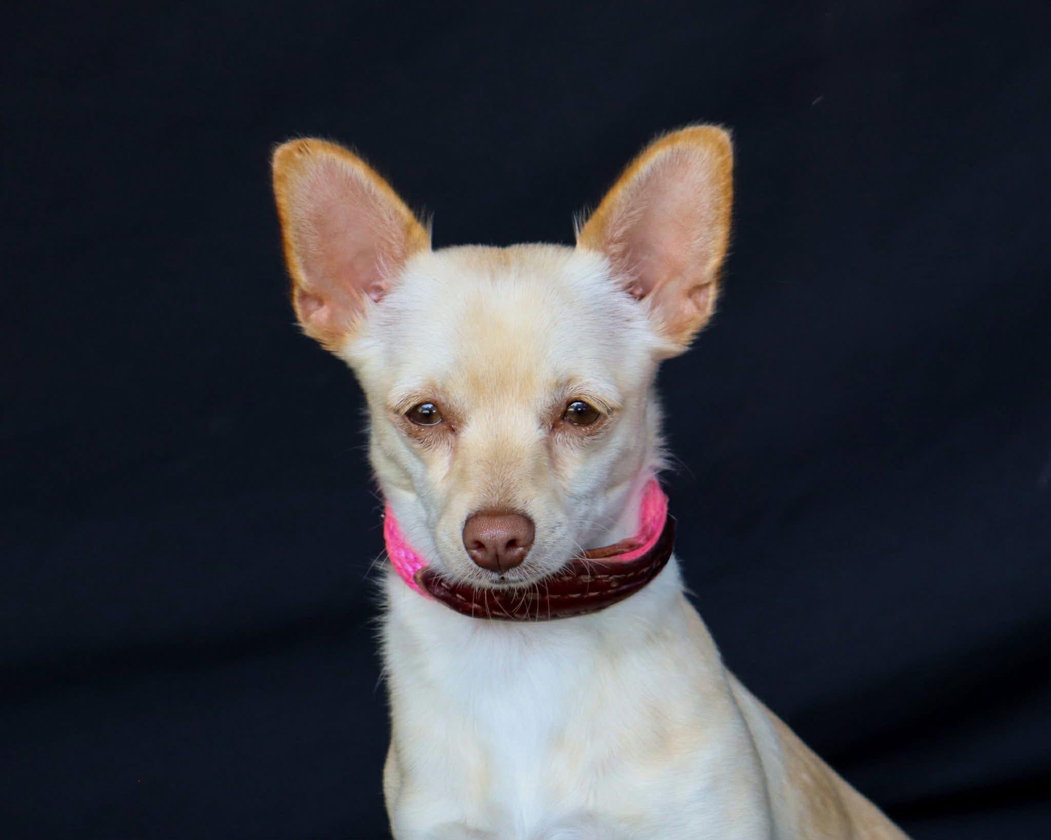 Enlarge Izzy, a ADOPTABLE mixed breed in Elkton, MD image 1/6