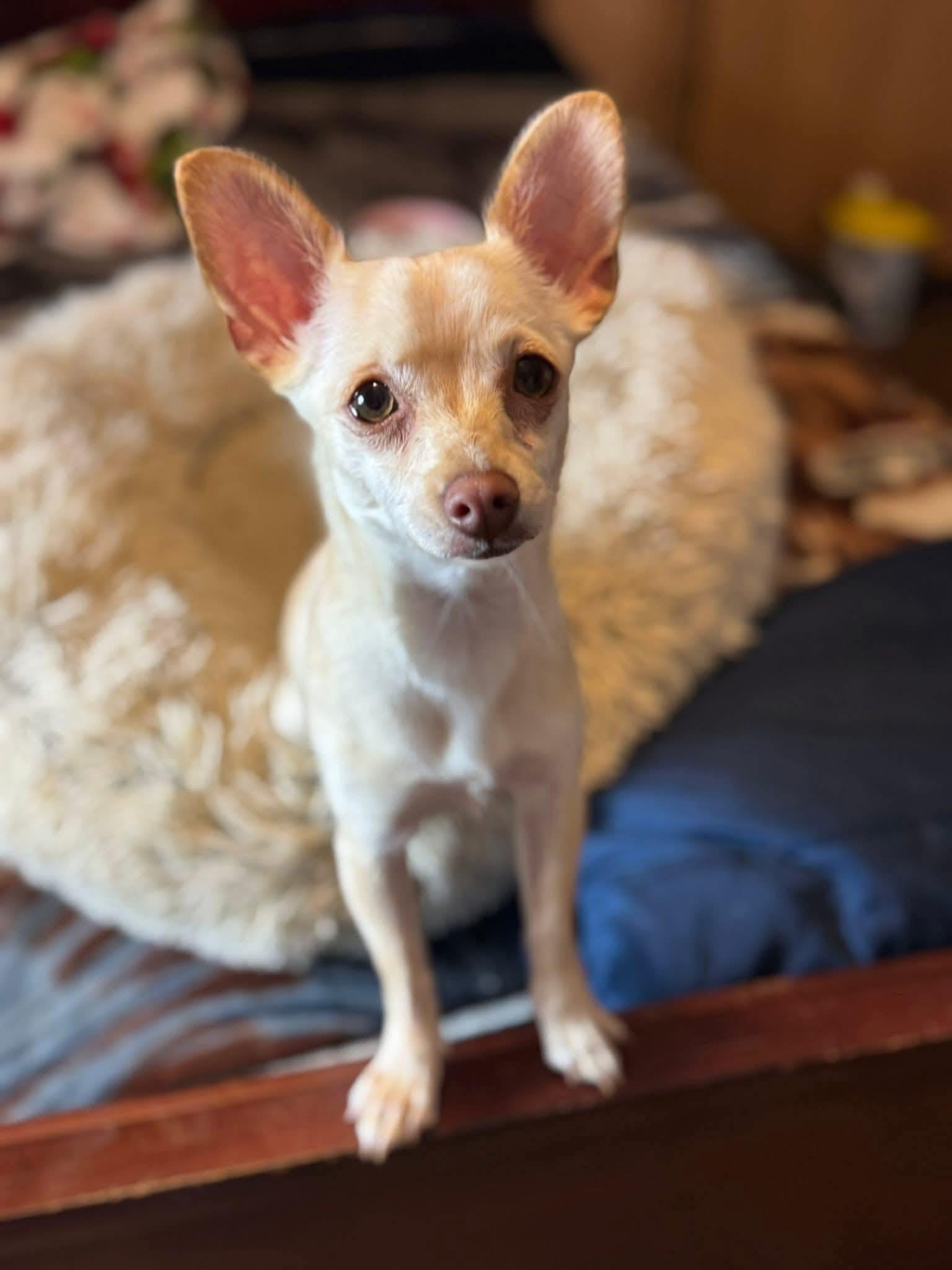 Enlarge Izzy, a ADOPTABLE mixed breed in Elkton, MD image 5/6