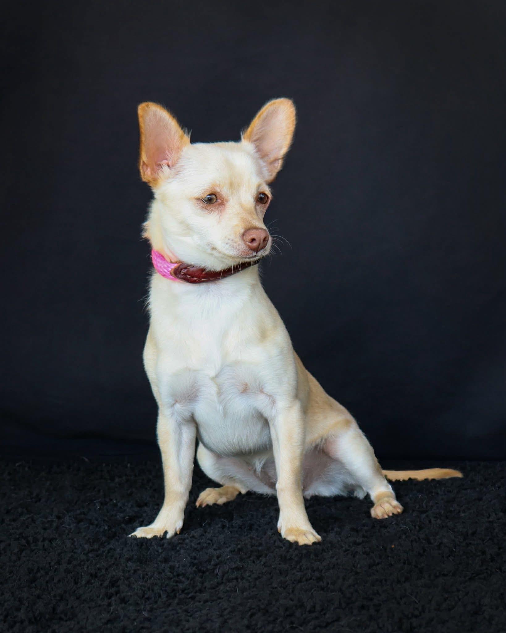 Enlarge Izzy, a ADOPTABLE mixed breed in Elkton, MD image 2/6