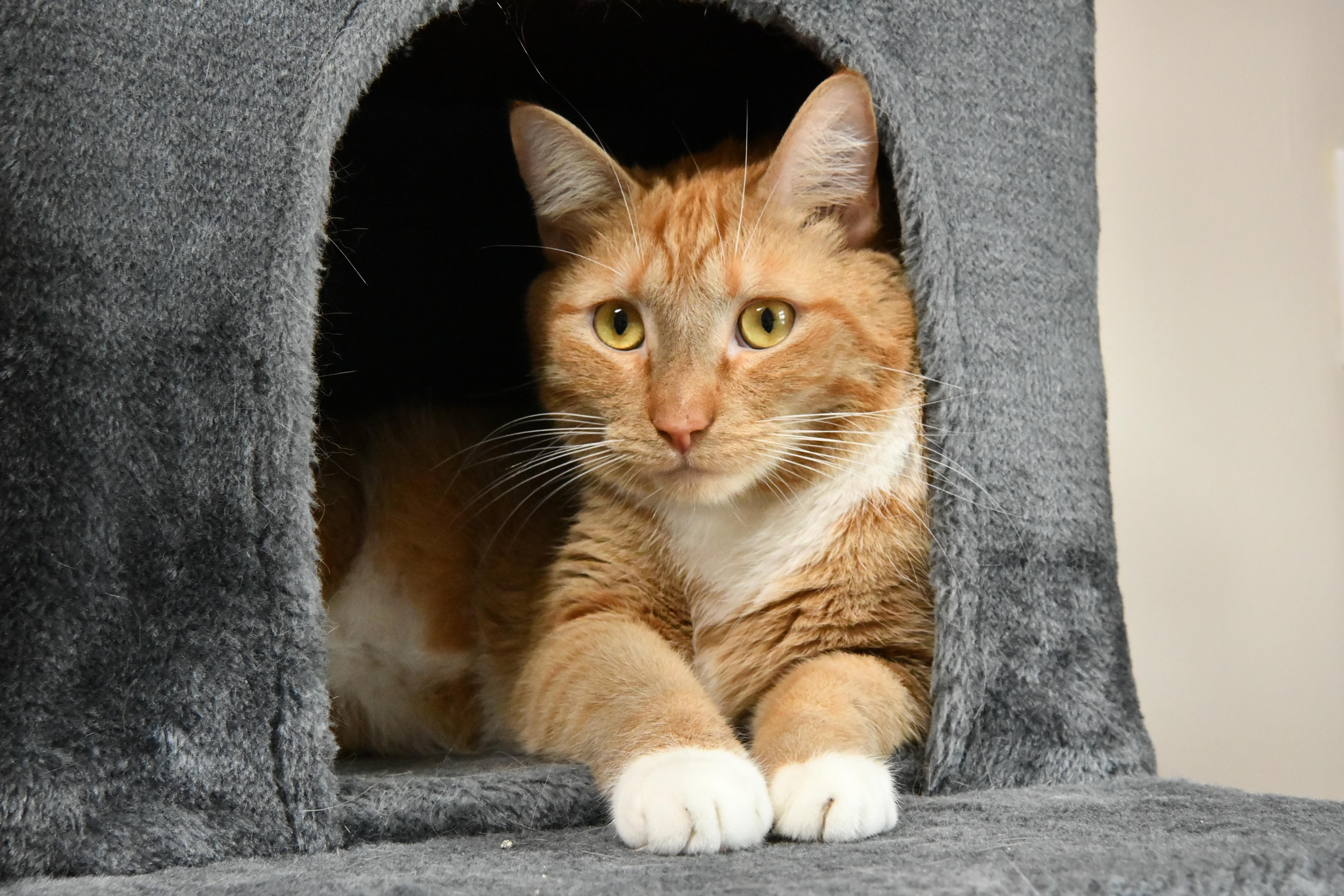 Enlarge Garth, a ADOPTABLE Domestic Short Hair in Fairhope, AL image 1/1
