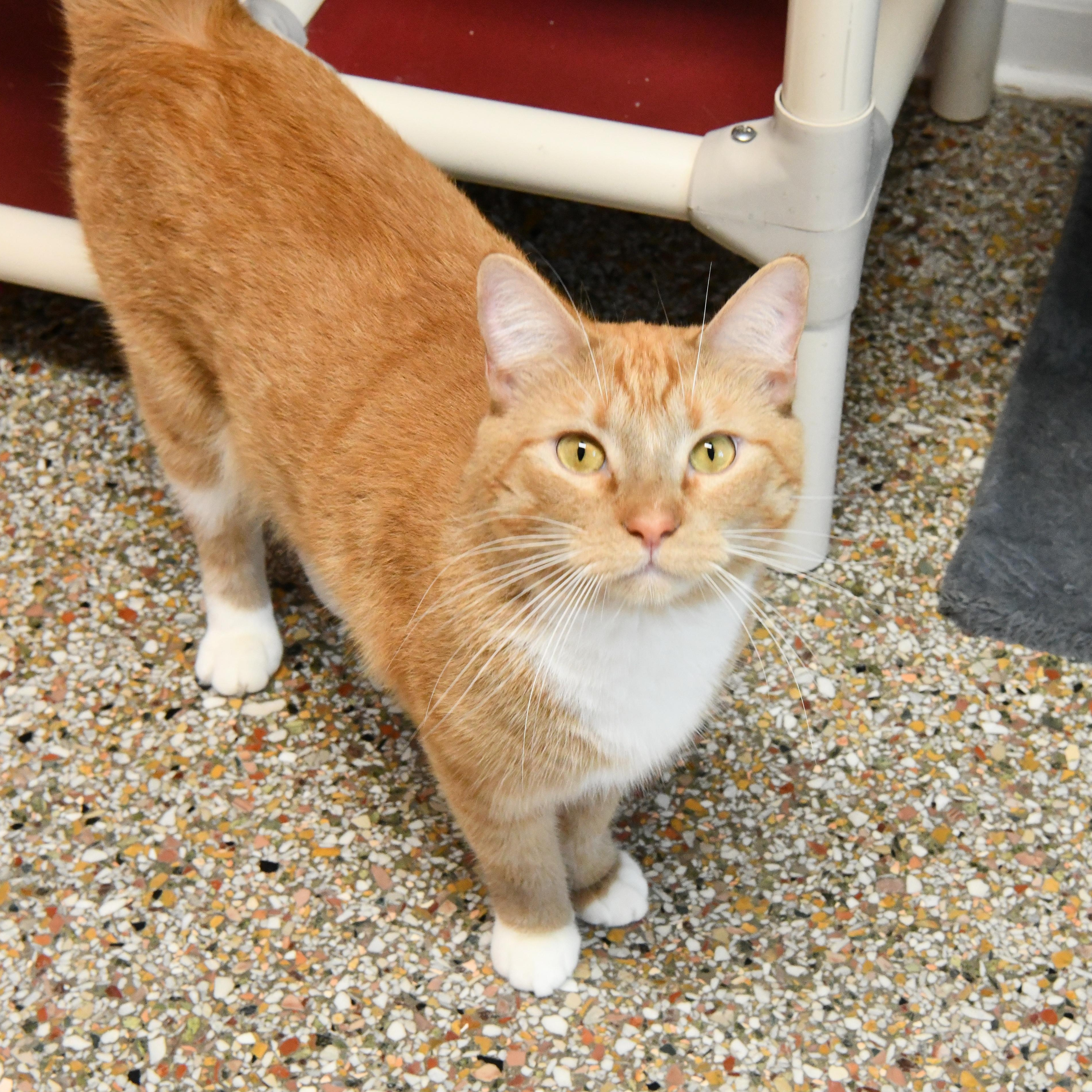 Garth, a ADOPTABLE Domestic Short Hair in Fairhope, AL image 1/2