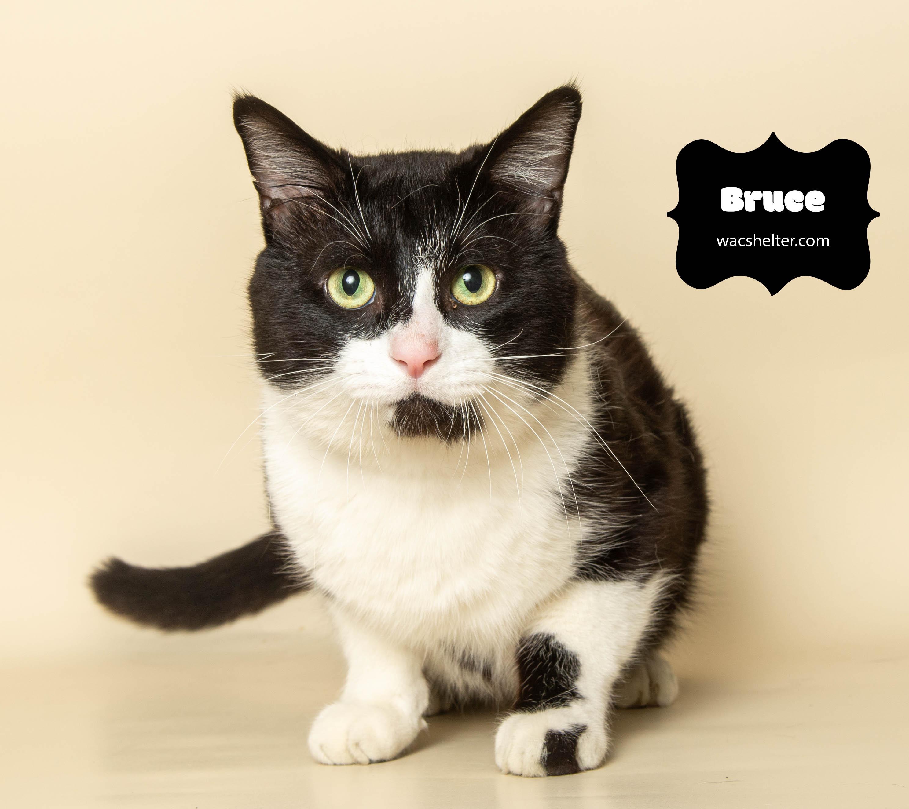 BRUCE