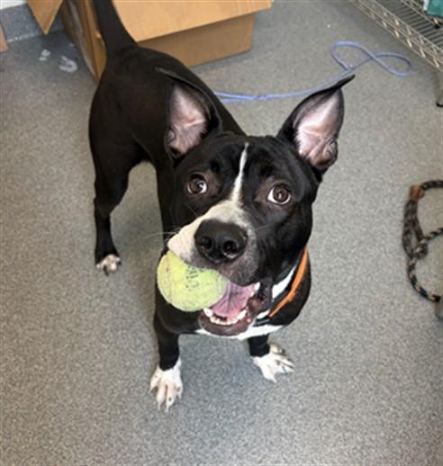 VINCENZO, Adoptable, Young Male Pit Bull Terrier & Mixed Breed.