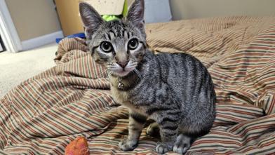 Oliver — thumbnail 2