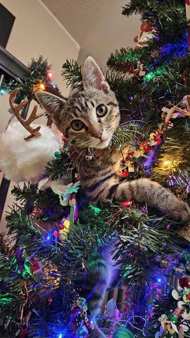 Oliver — thumbnail 3