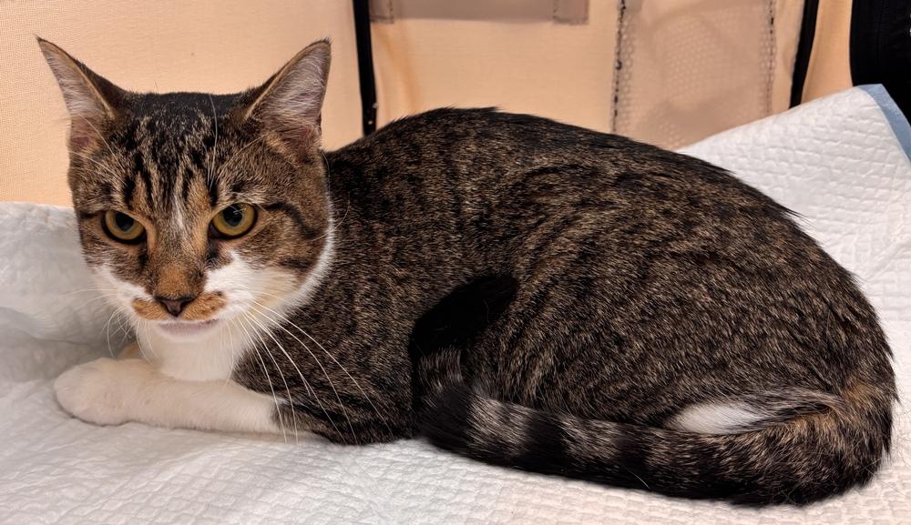 Enlarge Maple, a Adoptable Domestic Short Hair in Henrico, VA image 1/6
