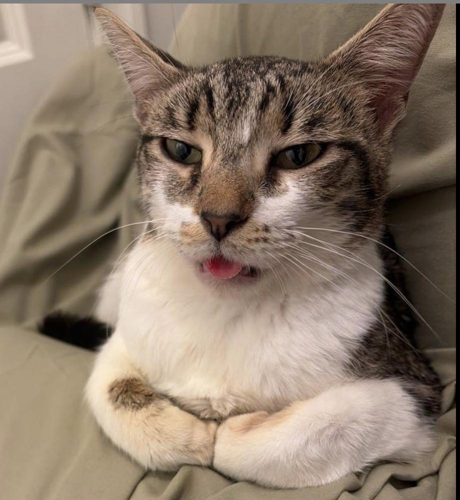 Enlarge Maple, a Adoptable Domestic Short Hair in Henrico, VA image 1/5