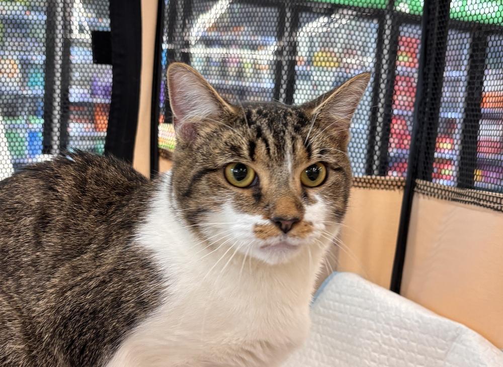 Enlarge Maple, a Adoptable Domestic Short Hair in Henrico, VA image 2/6