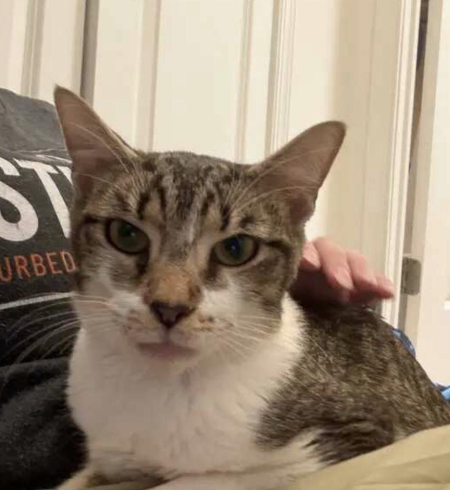 Enlarge Maple, a Adoptable Domestic Short Hair in Henrico, VA image 2/5