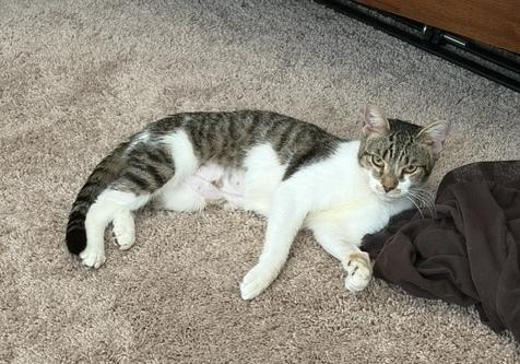 Enlarge Maple, a Adoptable Domestic Short Hair in Henrico, VA image 3/5