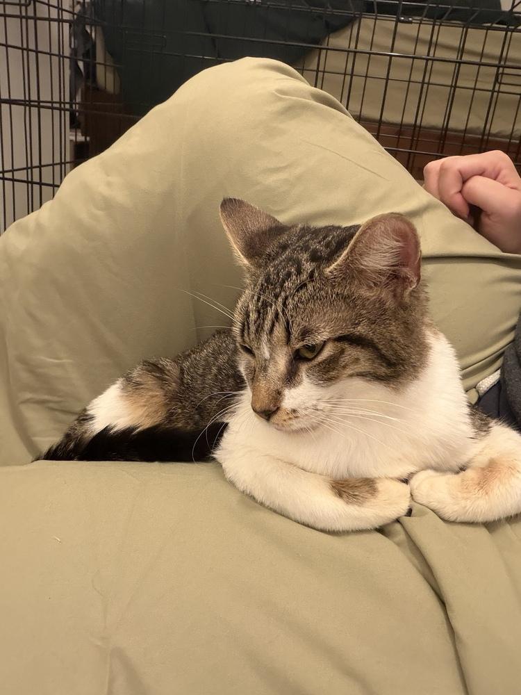 Enlarge Maple, a Adoptable Domestic Short Hair in Henrico, VA image 4/5