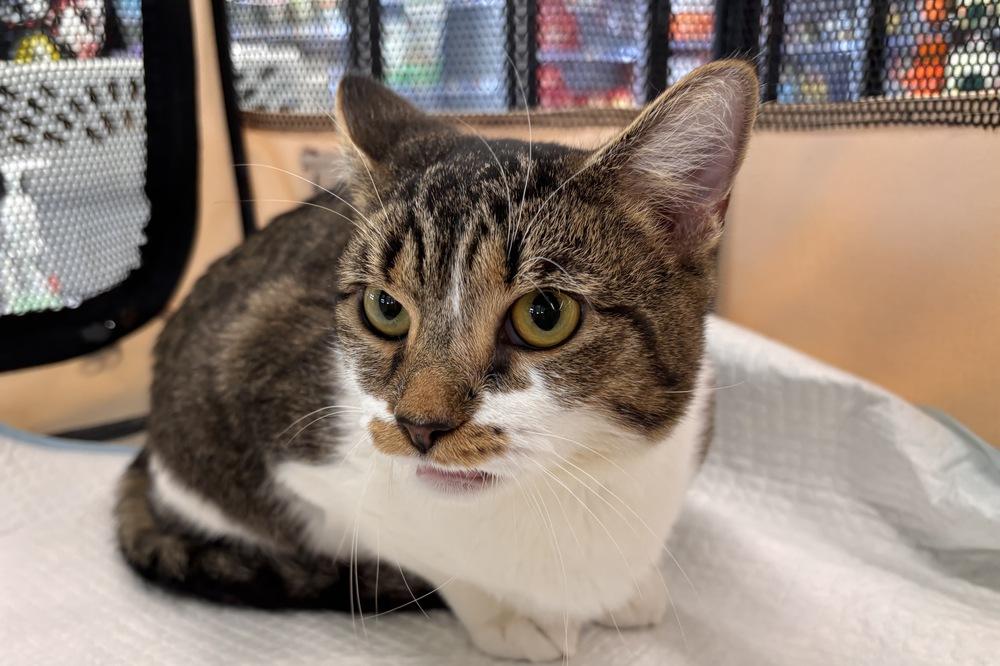 Enlarge Maple, a Adoptable Domestic Short Hair in Henrico, VA image 5/6