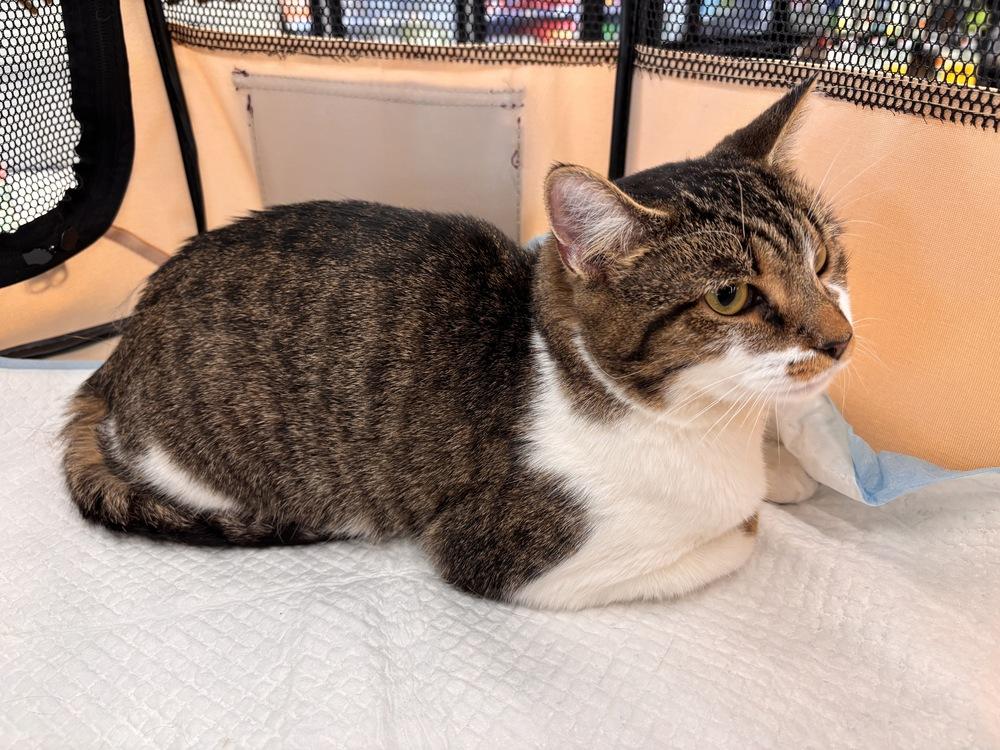 Enlarge Maple, a Adoptable Domestic Short Hair in Henrico, VA image 6/6
