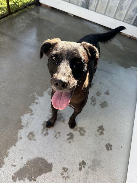 Enlarge Nala, an adopted Labrador Retriever in Denison, TX image 1/1