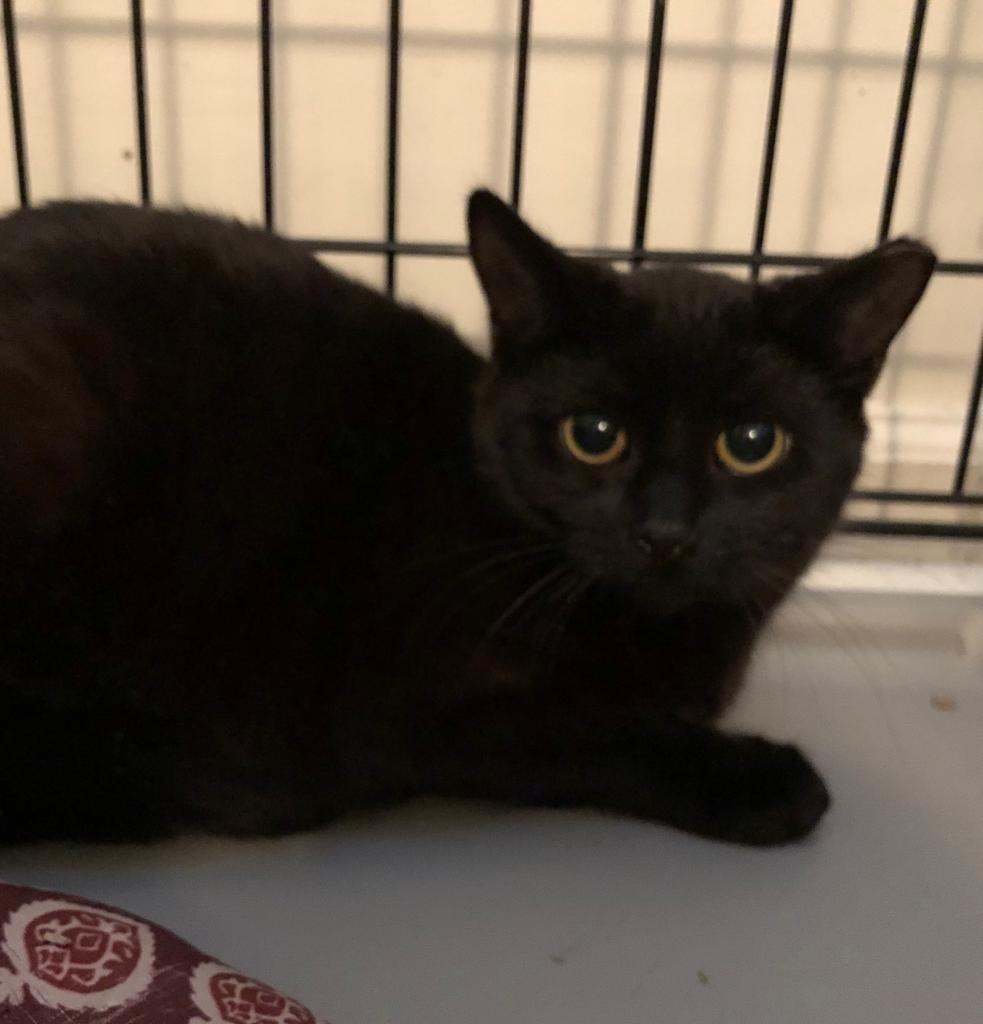 Mint, Adoptable, Adult Male American Shorthair.