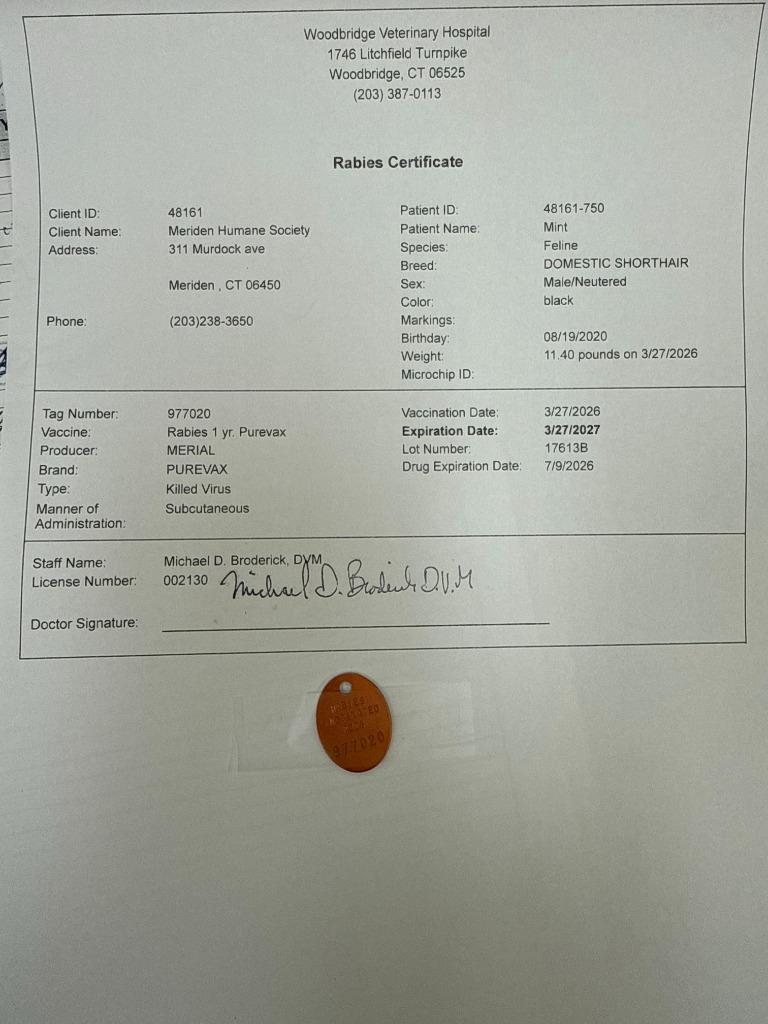 Mint, Adoptable, Adult Male American Shorthair.