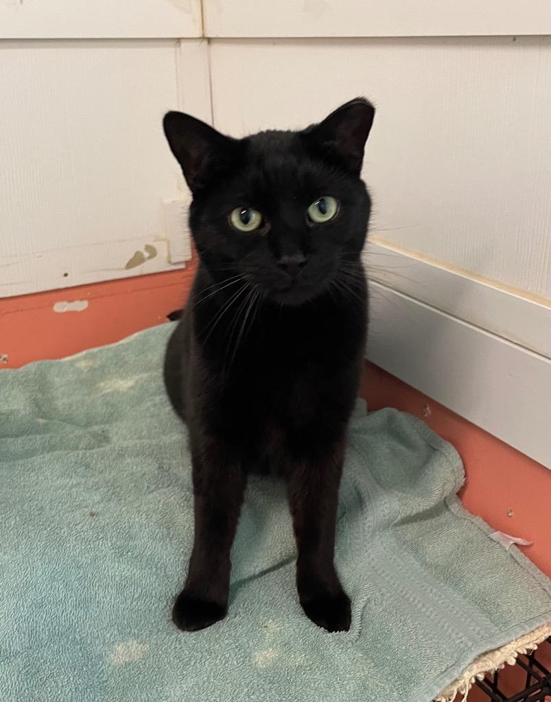 Mint, Adoptable, Adult Male American Shorthair.