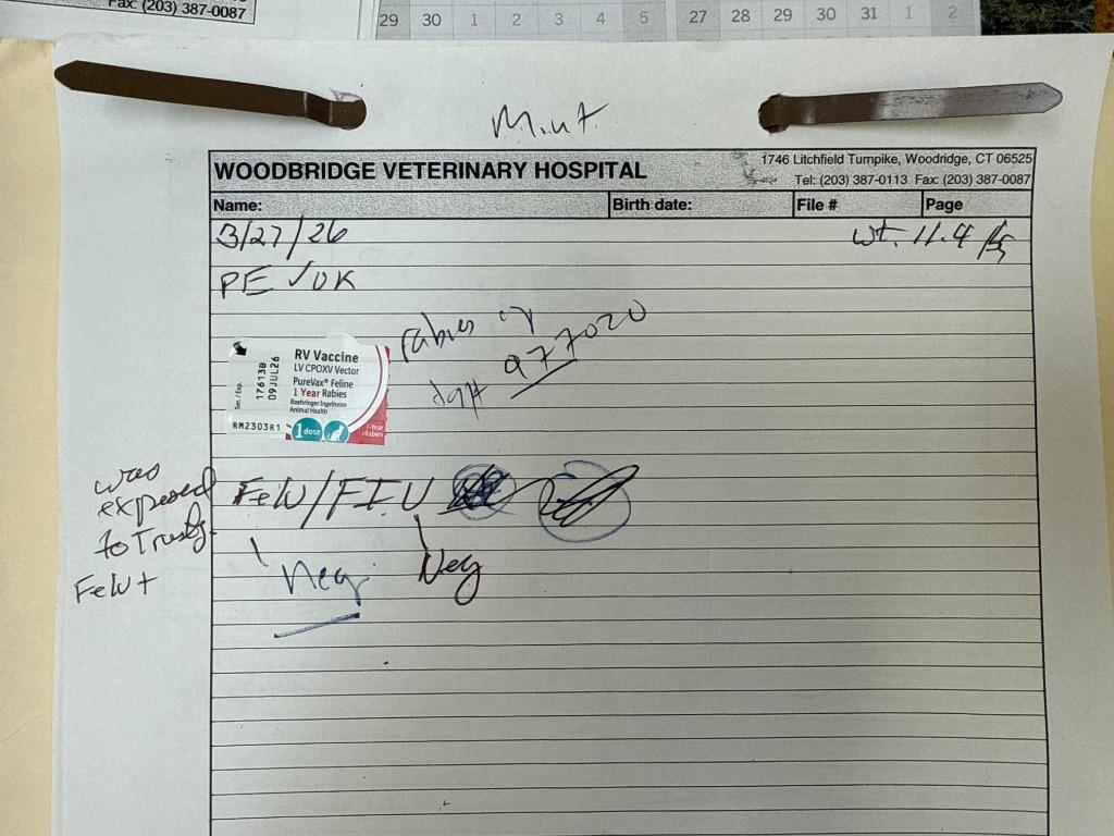 Enlarge Mint, a Adoptable American Shorthair in Meriden, CT image 3/5