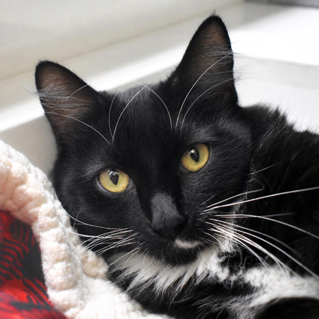 Enlarge Boots, a Adoptable mixed breed in Saint Petersburg, FL image 1/1