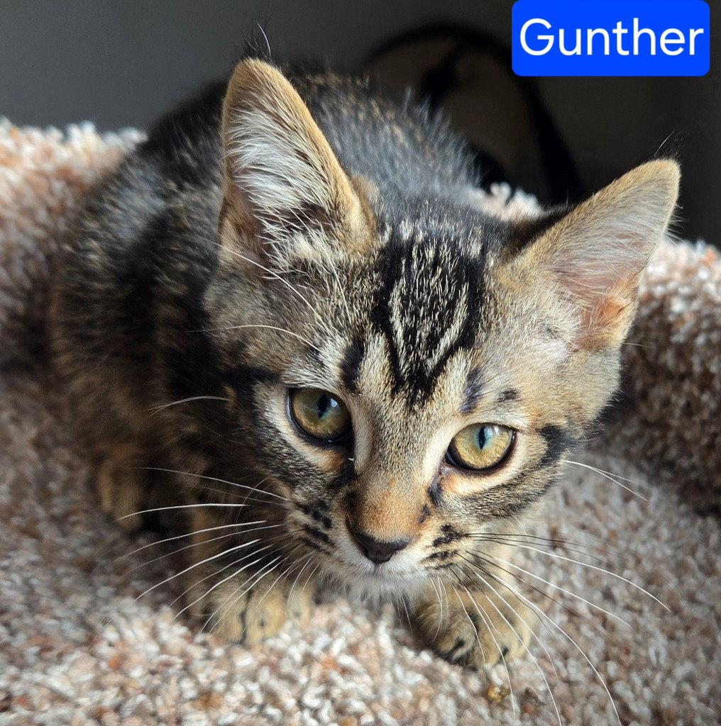 Gunther, a Adoptable Domestic Short Hair in Battle Ground, WA image 1/2