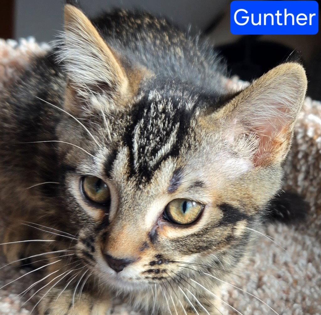Gunther, Adoptable, Kitten Male Domestic Short Hair.