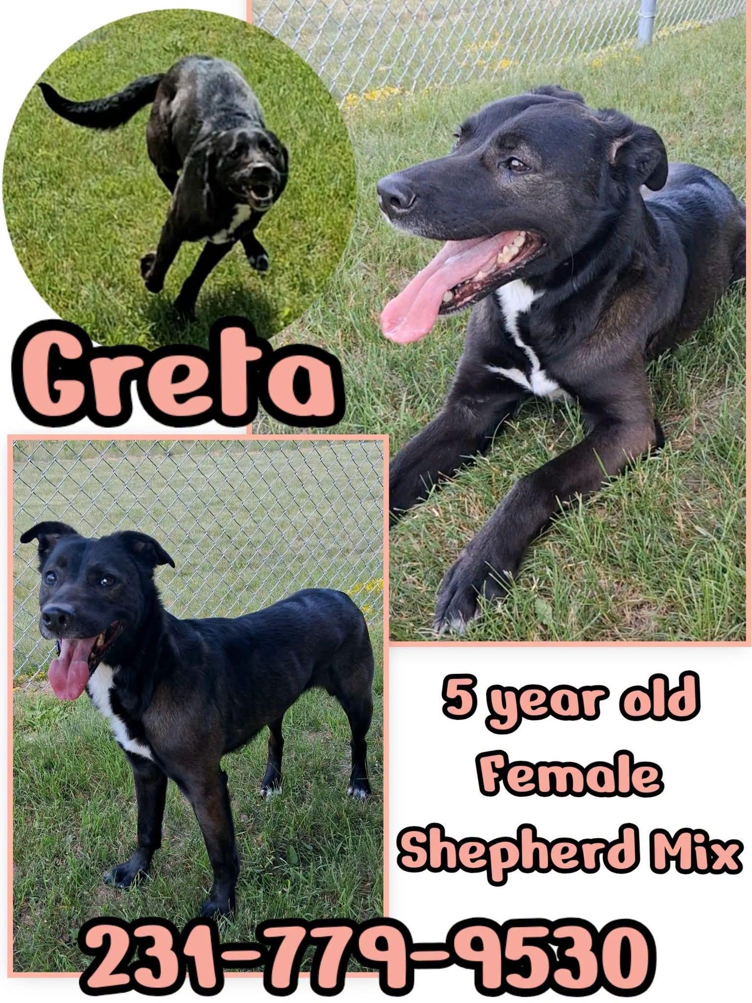 GRETA, ADOPTABLE, Adult Female Shepherd.
