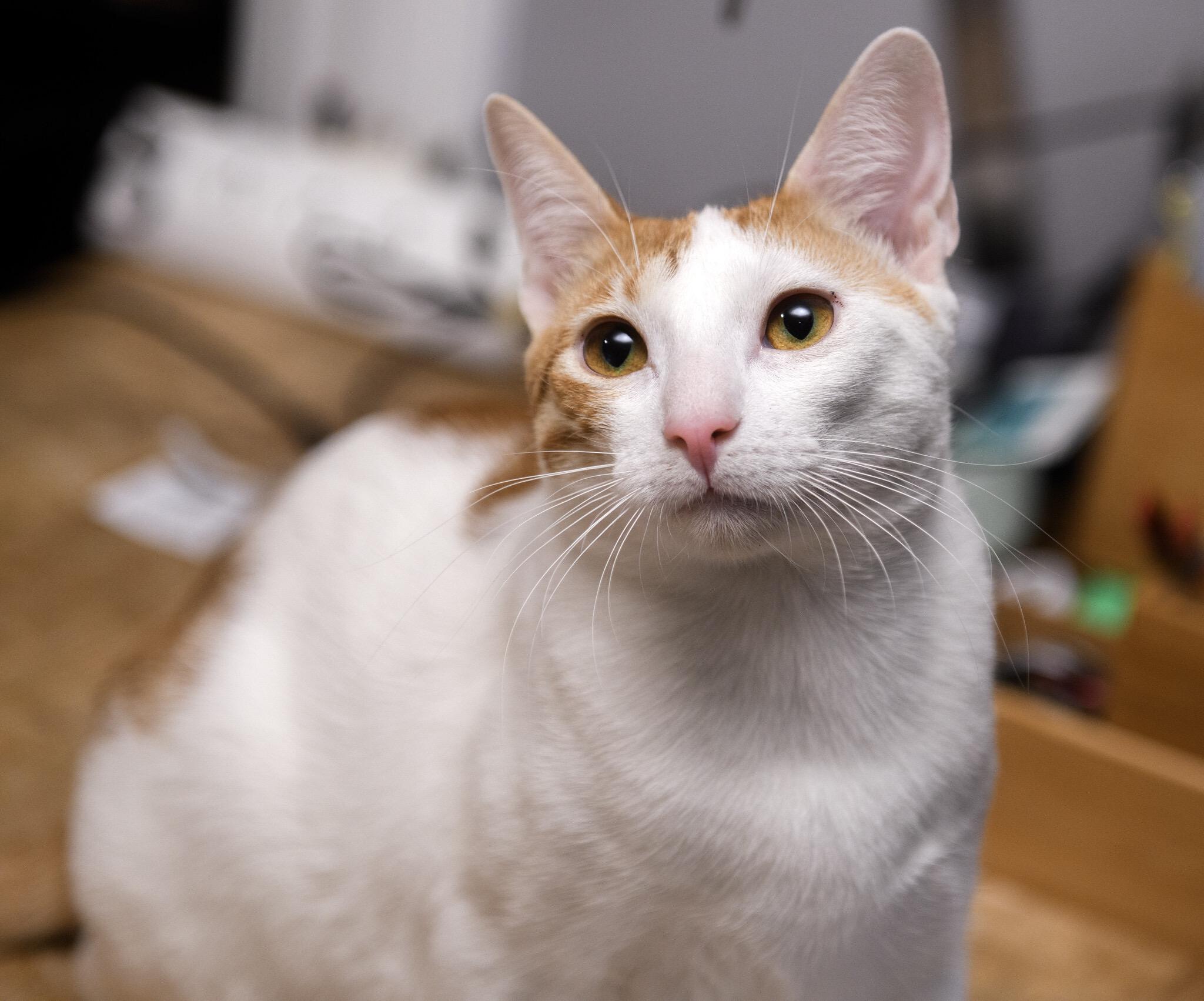 Enlarge Ninita and Chiquita, a Adoptable Domestic Short Hair in Seattle, WA image 4/6