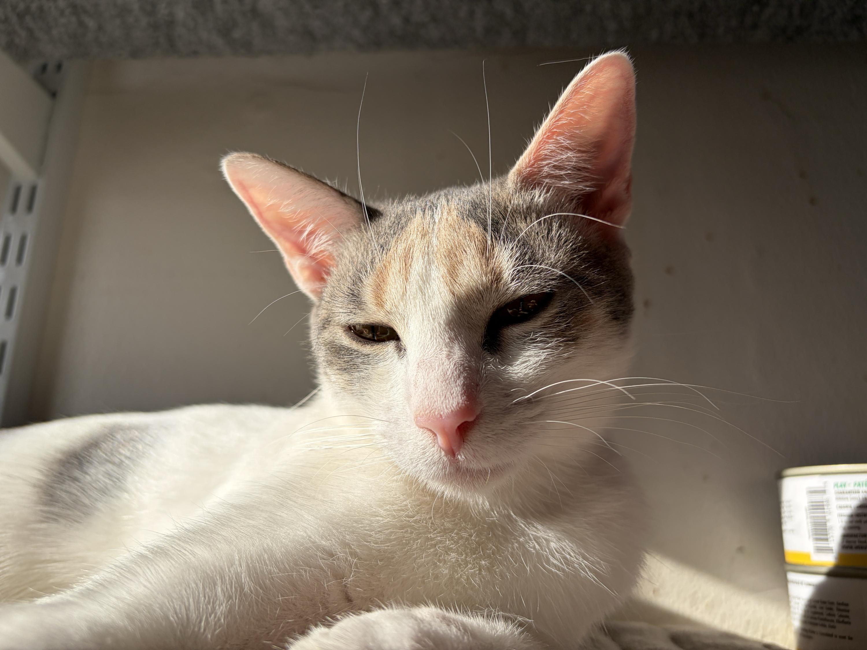 Ninita and Chiquita, a Adoptable Domestic Short Hair in Seattle, WA image 1/6