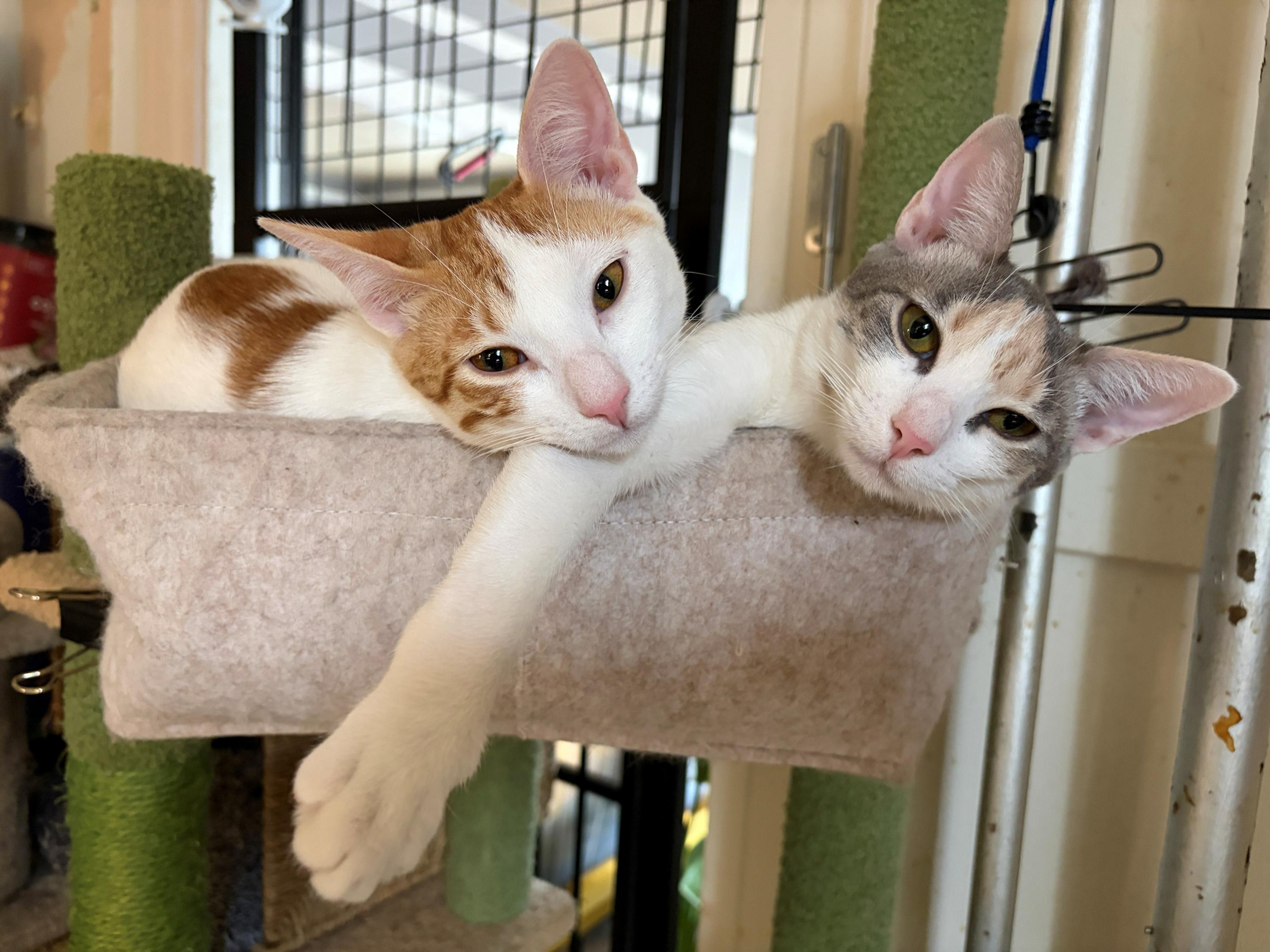 Ninita and Chiquita, Adoptable, Kitten Female Domestic Short Hair.