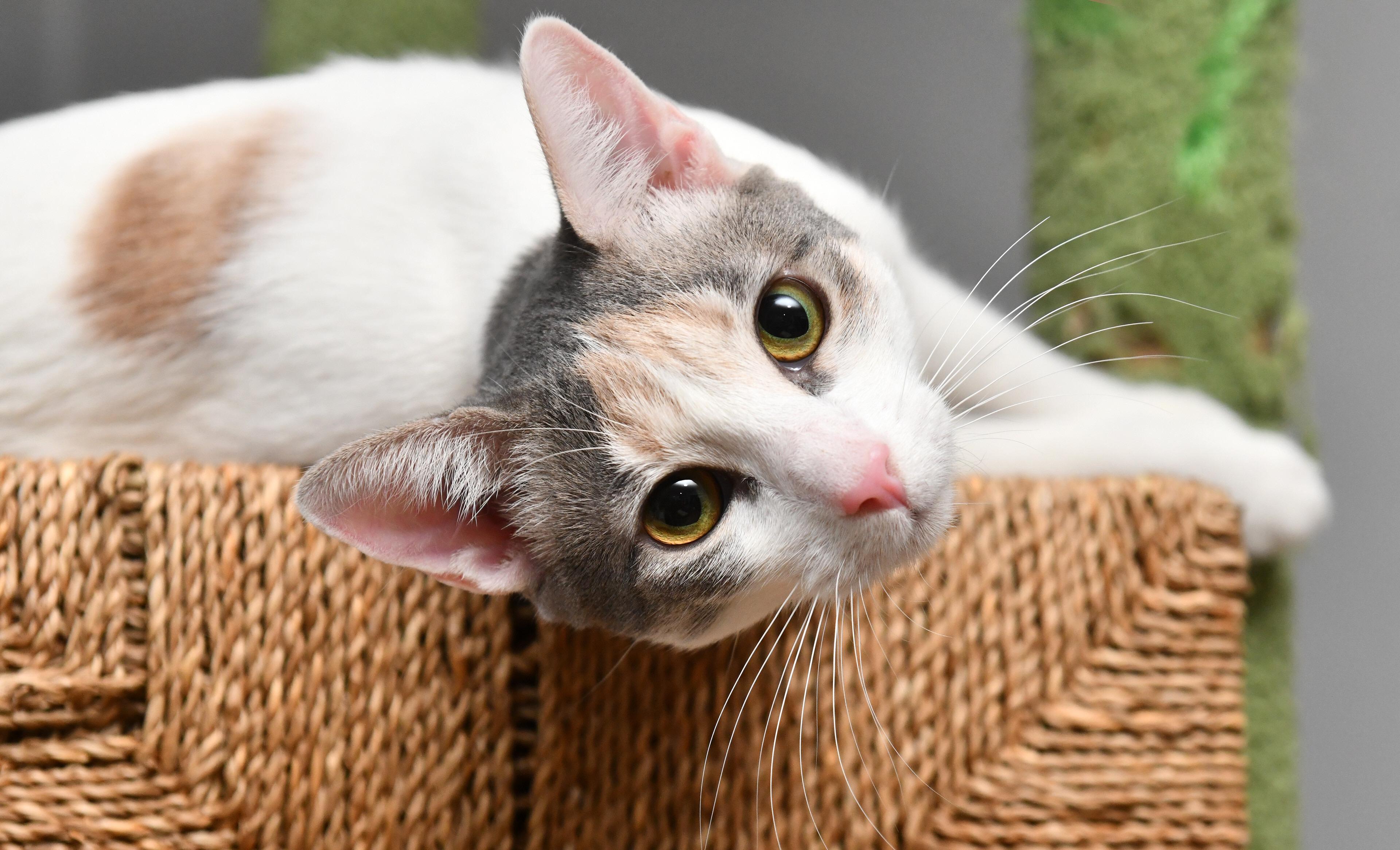 Enlarge Ninita and Chiquita, a Adoptable Domestic Short Hair in Seattle, WA image 5/6