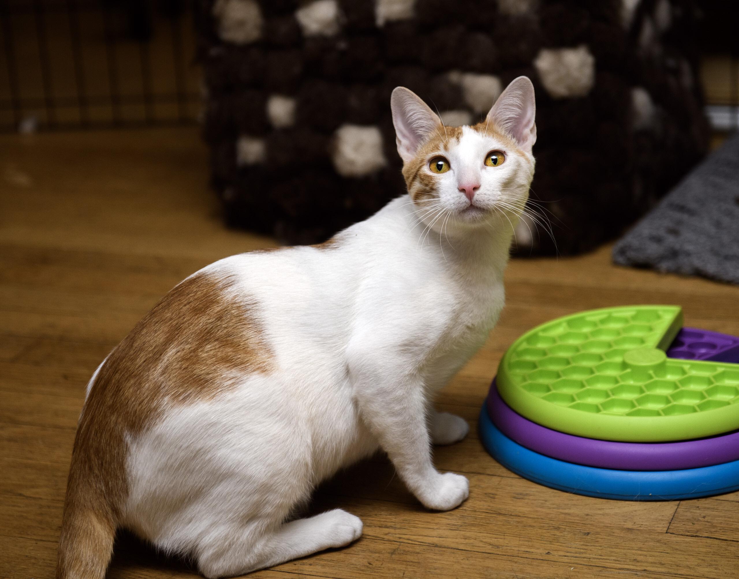 Enlarge Ninita and Chiquita, a Adoptable Domestic Short Hair in Seattle, WA image 6/6